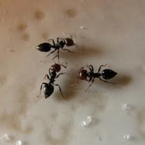  Best  Ant control and Pest Control Services in Dubai (Best Price Pest Control Services)Call Now.
            