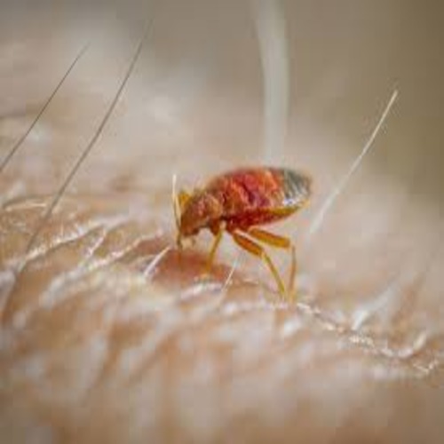 Best bedbug  control and Pest Control Services in Dubai (Best Price Pest Control Services)Call Now.
            