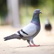  Best fly control and Pest Control Services in Dubai (Best Price Pest Control Services)Call Now.
            