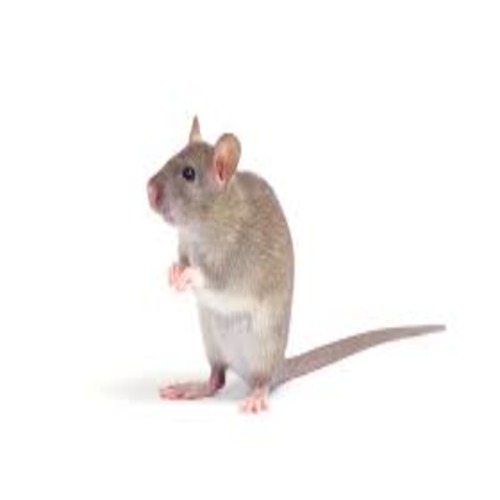  
              Best Rodent Control Services in Dubai (Best Price Pest Control Services)Call Now.
              